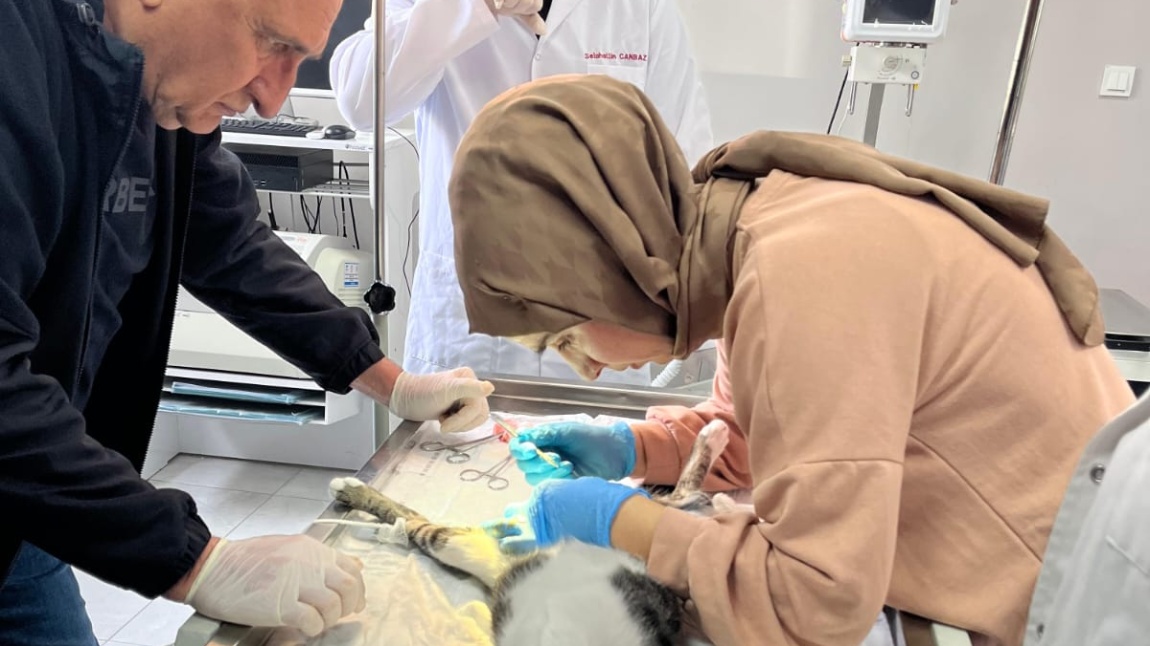 Hayvan Sağlığı ve Yetiştiriciliği Alanında Kedi Kısırlaştırma Operasyonu